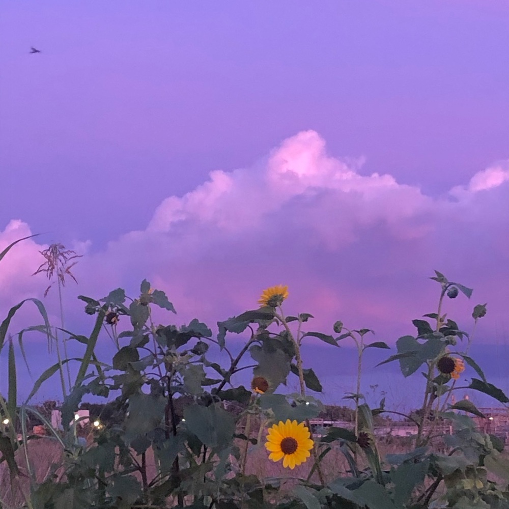 Meet your Posher, Galilea